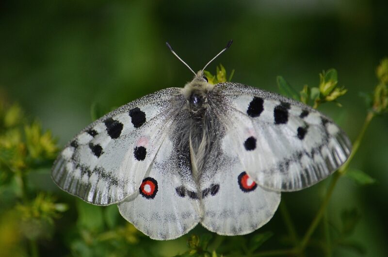 Experten der Schwäbischen Alb: Workshop naturnaher Schulgarten
